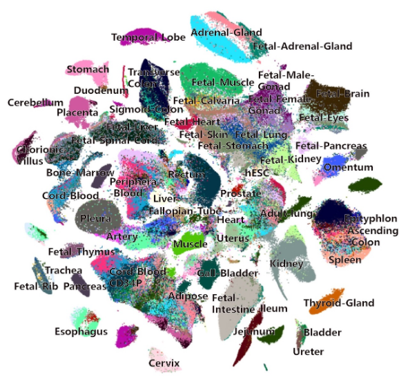 Human Cell Landscape