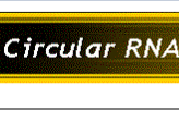 CirRNA Interactome